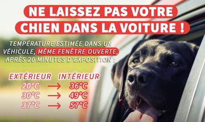 Canicule : les chiens souffrent plus que nous de la chaleur… Les bons gestes pour leur éviter le coup de chaud - Actu.fr
