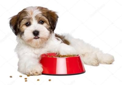 Un chien vole de la nourriture chez ses voisins