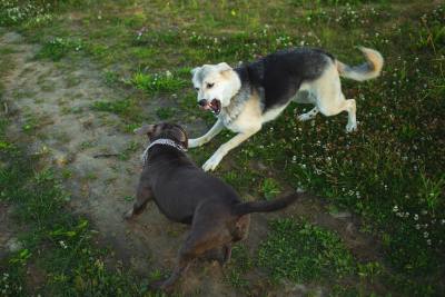 Attaque d'un pitbull à Toulouse