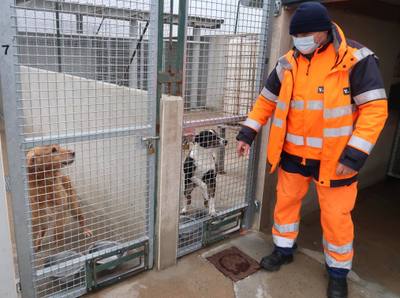 Ces animaux égarés attendent leur maître à la fourrière de Brest Métropole - Le Télégramme