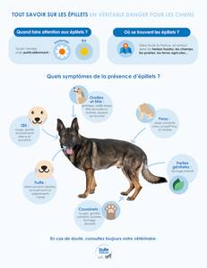 Dangers estivaux pour les chiens en Occitanie