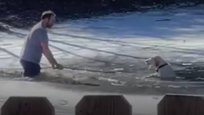 Chienne sauvée après chute dans un étang
