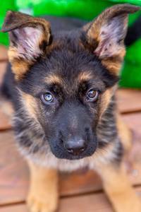 Adoption d'Odéon, Nala et Tori