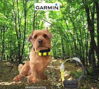 Chiens de chasse et GPS : les positions commencent à évoluer dans le Gard