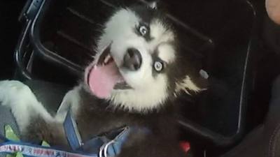 Chien enfermé dans une voiture