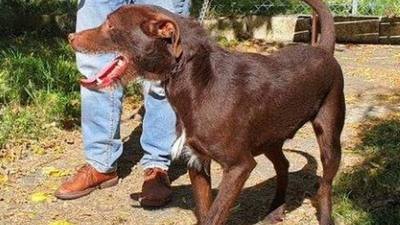 Adoption du chien NEXUS