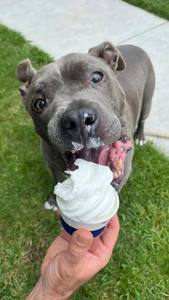 Un chien condamné à 6 mois de vie a survécu deux ans grâce à son foyer et aux glaces Woopets.