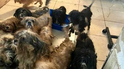 Sauvetage d'un chien en détresse à Fort-de-France