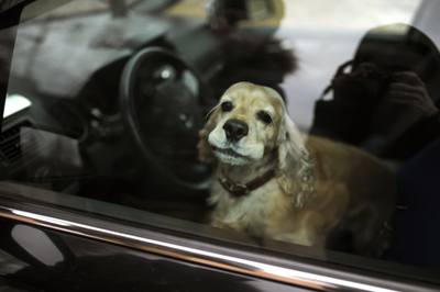 Un chien laissé au soleil dans une voiture peut mourir en 15 minutes