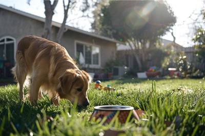 Samsung utilise l'IA pour surveiller la santé de votre chien