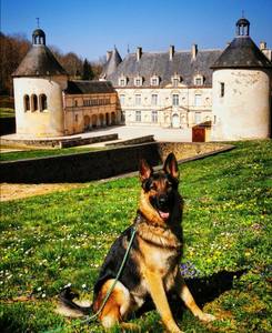 Canicule au Doubs : rafraîchissement des chiens autorisé