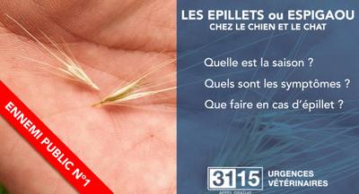 L'épillet, une menace pour les chiens en été