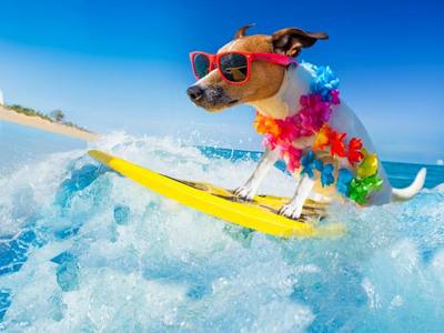 La plage aux chiens dans le pays de Lorient