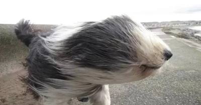 Chien retrouvé dans son kayak