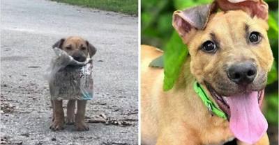 13 photos de chiens sauvés qui témoignent de la force des secondes chances