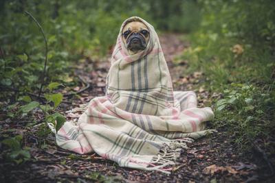 Grippe canine
