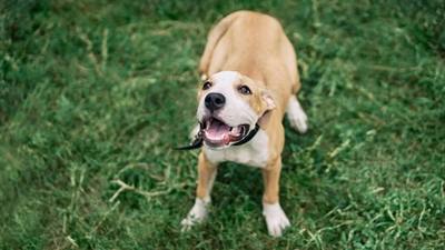Saint-Quentin : un chien en tue un autre aux Champs-Élysées