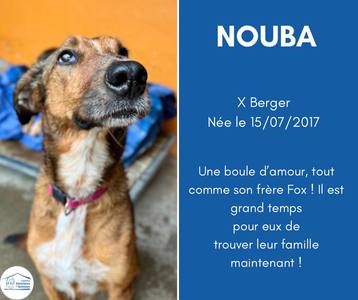 Toulon : le refuge des chiens de Lagoubran ouvre ses portes ce samedi