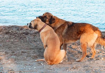 Concours de chiens annulés à Montbard