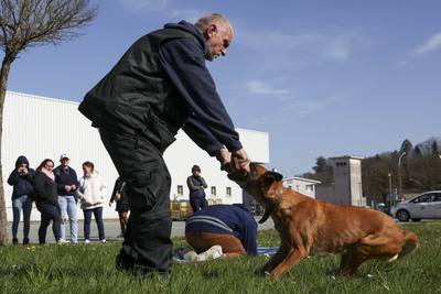 Morsures de chiens : en Gironde, La Poste renforce sa campagne de prévention pour protéger les facteurs - Sud Ouest