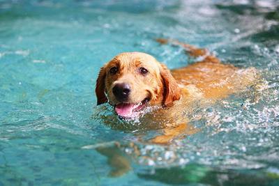 La canicule conduit ce supermarché à autoriser les chiens