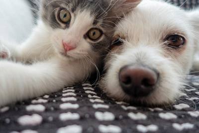 Chien ou chat ?