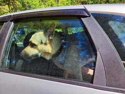 Chien enfermé dans une voiture en pleine canicule : avez-vous le droit de casser la vitre pour le sauver