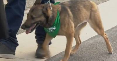 Chiens, souris, oiseaux... Après la chute d'un berger allemand du 3e étage d'un immeuble de Dieppe, la SPA découvre 19 autres animaux maltraités et ouvre une cagnotte - France 3 Régions