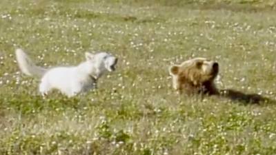 Rencontre insolite entre un chien et un ours brun en Alaska