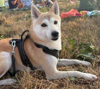Chien disparu à Saint-Julien-d'Intres