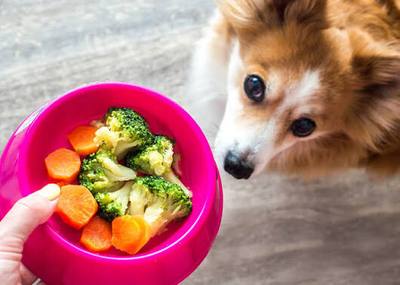Quels aliments donner à son chien pendant l'été ?