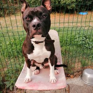 À 2 ans je magnétisais déjà mon chien