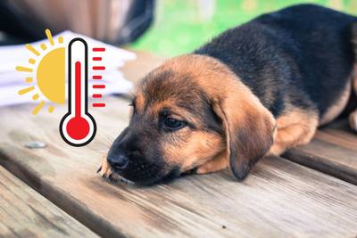 L'été difficile pour les chiens au Puy-de-Dôme