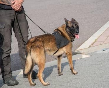 Malinois poignardé à Metz