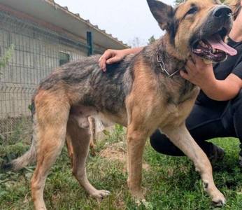 Dieppe : un chien chute du troisième étage, découverte d'un élevage clandestin