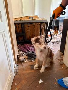 Sauvetage de chiens dans le Tarn