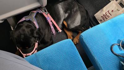 Contrôleur SNCF et propriétaire de rottweiler