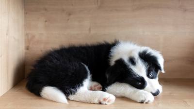 Sans eau, ni nourriture, ni surveillance : près de 70 chiens retrouvés en piteux état dans une maison et une exploitation agricole - Midi Libre