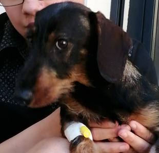 Un chat décédé, un chien en urgence, du poison retrouvé dans un square de Baisieux