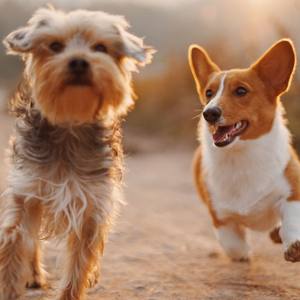 Chien policier blessé par balle