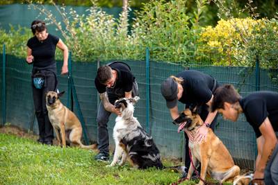 Comportement canin : comment gérer l'arrivée d'un chien à la maison
