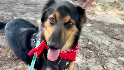 Un chien blessé montre sa transformation