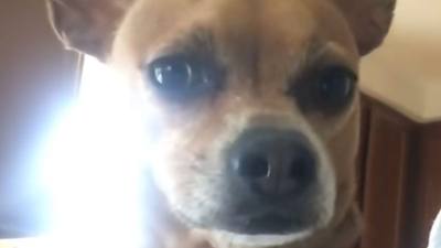 Un chien rentre chez lui avec un réflexe étrange
