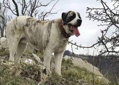 Randonneur mordu à 10 reprises par un patou