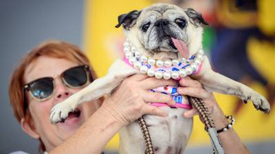 Jinny Lu, carlin recueilli dans un refuge, remporte le concours du chien le plus laid du monde - BFM