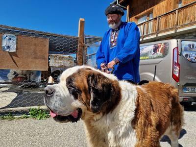 Rassemblement annuel des chiens Saint-Bernard