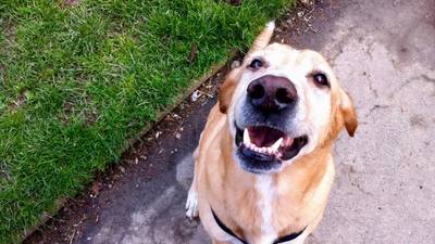 Chiens : cinq idées reçues qui leur collent à la truffe