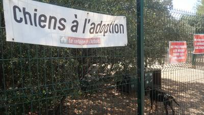 Un refuge pour "trouver une famille pour la vie" aux chiens et chats abandonnés à Aix-en-Provence