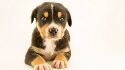 Comment les chiens de sauvetage retrouvent-ils les survivants d'une catastrophe ?