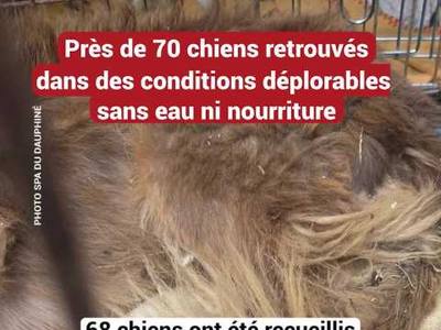 Près de 70 chiens retrouvés dans des conditions déplorables